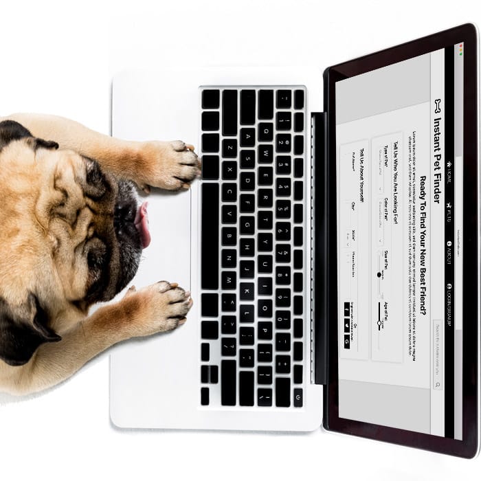 wireframing portfolio image